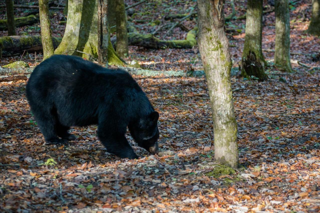 Willa Chief Big Log Hatchertown Zewnętrze zdjęcie